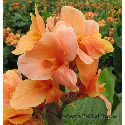 Dwarf Canna Plants | Dwarf Bulbs - Terra Ceia Farms