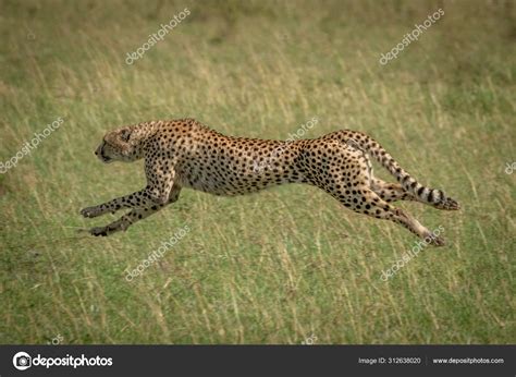 Cheetah Running Side View