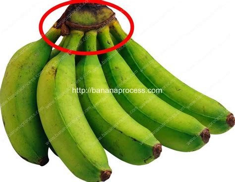 Automatic Banana Stem Cutting Machine | Plantain Banana Processing Machine Manufacture and Supplier