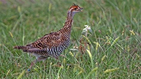 This endangered bird species in Texas has a must-see courting ritual