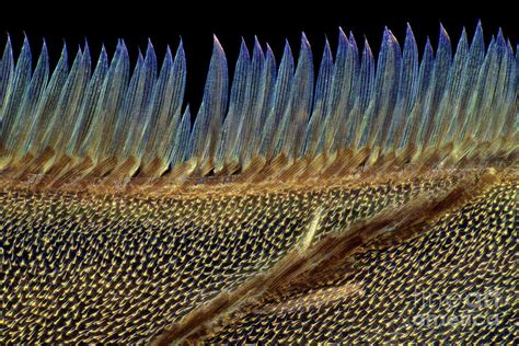 Mosquito Wing Photograph by Marek Mis/science Photo Library - Fine Art ...