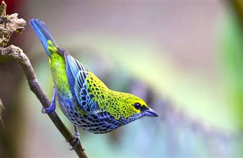 Tanager - Description, Habitat, Image, Diet, and Interesting Facts