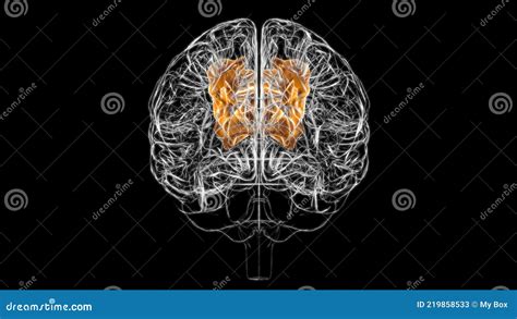 Brain Superior Parietal Lobule Anatomy for Medical Concept 3D Stock Illustration - Illustration ...