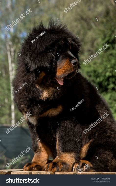 Puppy Tibetan Mastiff Black Color Portrait Stock Photo 1449204941 ...