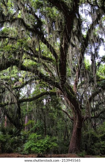 Savannah Georgia Live Oak Tree Quercus Stock Photo (Edit Now) 213945565