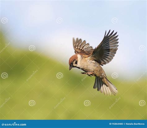 Little Bird Sparrow Flits in the Summer Spread Their Wings Stock Photo - Image of little ...