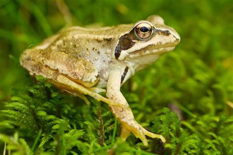 Free Photo | Closeup shot of a yellow common frog