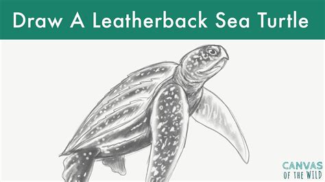 Leatherback Sea Turtle Drawing