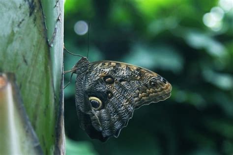 Free picture: butterfly, insect, nature, moth, invertebrate, wildlife ...