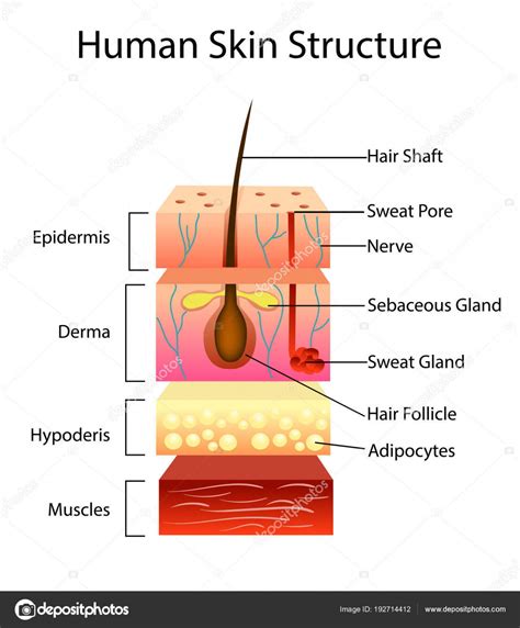 Label The Skin Anatomy Diagram