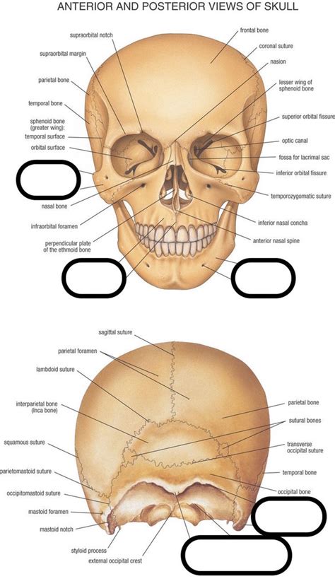 Occiput Diagram | Quizlet