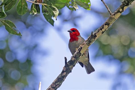 Comoro Islands Birding Tours - Birdwatching - Birdquest