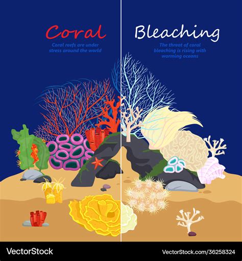 Coral bleaching image Royalty Free Vector Image