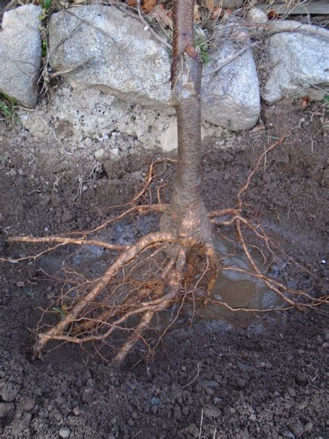 Planting bare root cherry trees - Lindy Sinclair