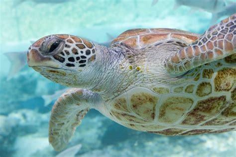 Sea Turtles - Wild Animals News & Facts