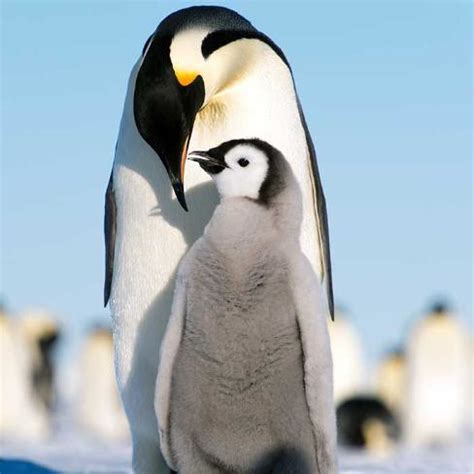 Penguin Parents | Penguin parents are incredibly attentive t… | Flickr