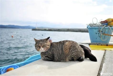 เกาะแมว ทาชิโระจิมะ แดนสวรรค์ของทาสแมวในจังหวัดมิยากิ (Tashirojima ...