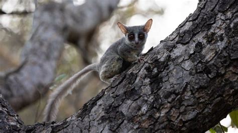 17 Cute Galago (Bush Babies) Facts - Fact Animal