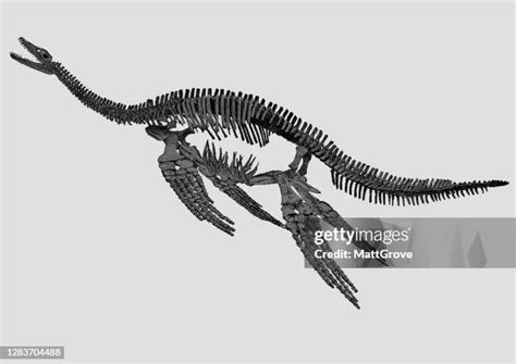 43 Plesiosaur Skeleton Stock Photos, High-Res Pictures, and Images - Getty Images