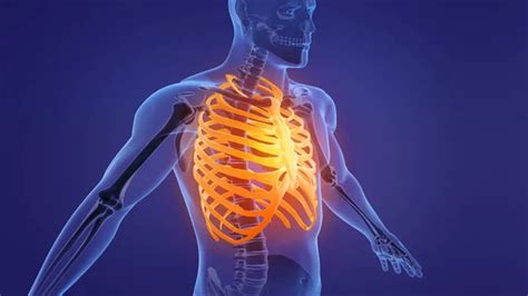 Human skeleton rib cage anatomy - Stock Image - Everypixel