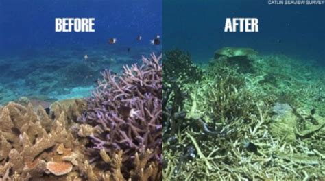 The Decline of the Great Barrier Reef – Radnorite