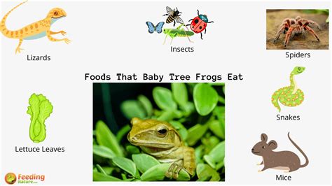 What Do Baby Tree Frogs Eat? - Feeding Nature