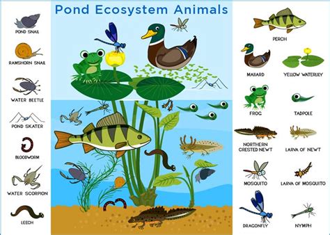 Pond Ecosystem: Types, Food Chain, Animals and Plants | Maquetas ...