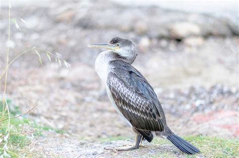 Balearic Shearwater | Bird Spot