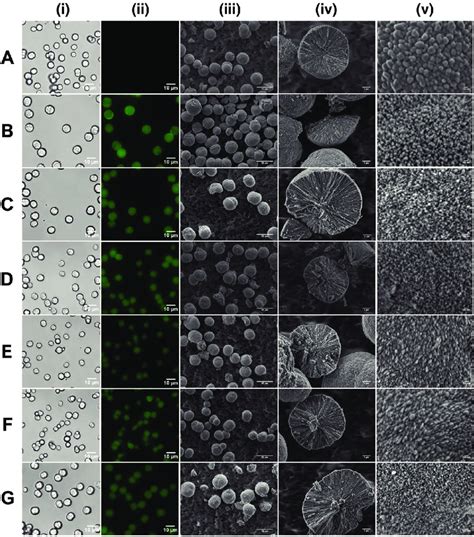 Imaging of nonionic DEX FITC /vaterite hybrid crystals. Crystals loaded... | Download Scientific ...