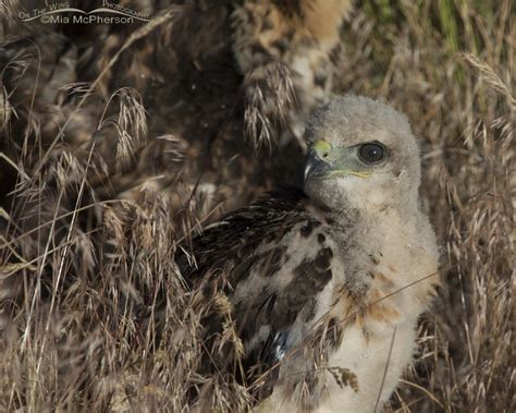 Update On The Three Red-tailed Hawk Chicks Whose Nest Was Destroyed By The Wind - Mia McPherson ...