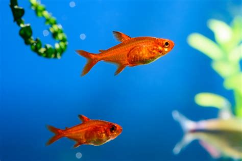 Ember Tetra: Complete Guide to Care, Breeding, Tank Size and Disease ...