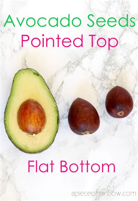 How to Grow Avocado from Seed (2 Easy Ways!) - A Piece Of Rainbow