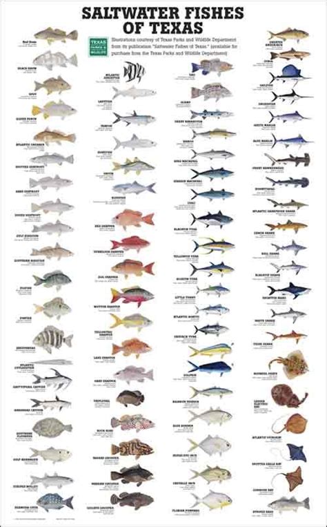 Galveston Fishing Calendar