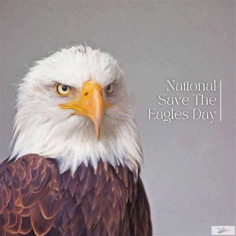 National Save The Eagles Day | Bald eagle, Illustrations posters ...