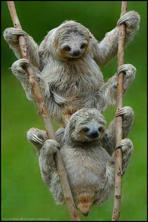 Just two sloths enjoying their trees | Animals wild, Cute animals ...