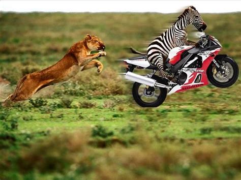 Go Zebra! A lion chasing zebra the biker!; Image ONLY