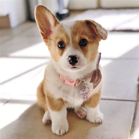 Photos and Fun Facts About Adorable Baby Corgis | Cute puppies, Cute ...