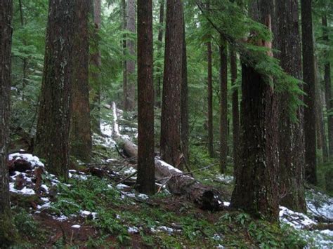 OSU study finds old-growth forests provide temperature refuges in face ...