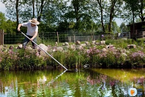 6 Super Important Pond Maintenance and Cleaning Facts (Year around)