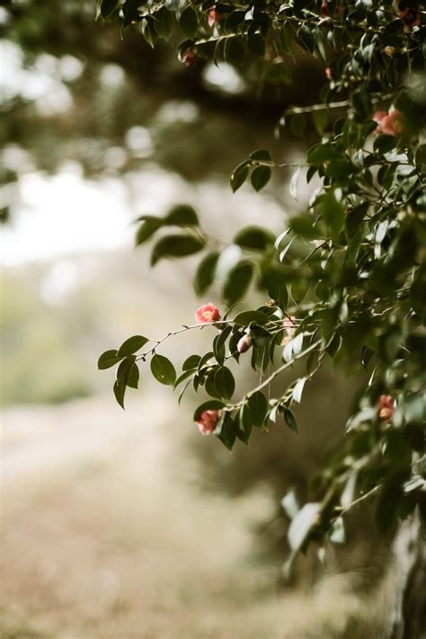 Apple tree flowers · Free Stock Photo