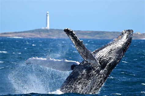 Whale Watching In Augusta | Whale Watch Western Australia