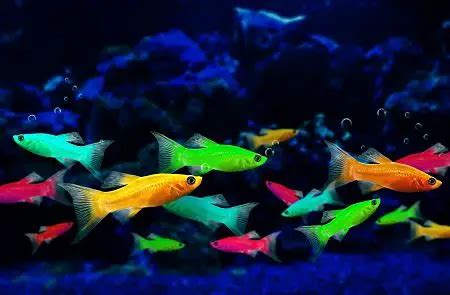 Glow Fish Breeding | Fishkeeping World