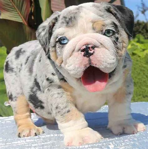 Resultado de imagen de english bulldog puppies | Bulldog puppies, Cute ...