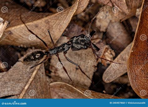 Adult Trap-jaw Ant stock photo. Image of insects, insect - 240407868