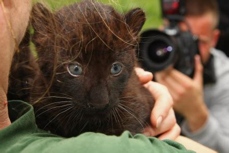 Panther Cubs! - ZooBorns