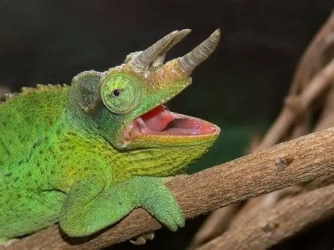 11 Types Of Chameleons That Make The Best Pets