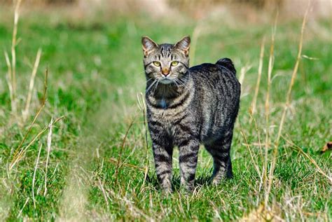 5 Things to Know About Manx Cats - Petful