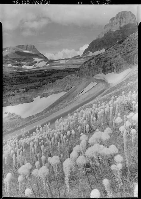 [Wildflowers, Glacier National Park] | Amon Carter Museum of American Art