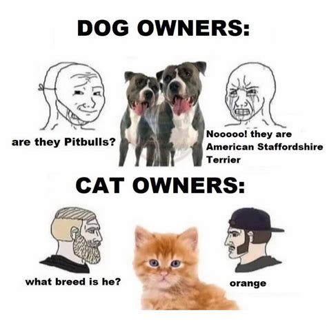 Dog owners: Are they Pitbulls? Nooooo! they are American Staffordshire Terrier. Cat owners: What ...