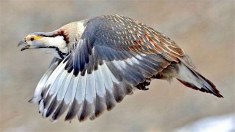 Himalayan snowcock (Tetraogallus himalayensis) sound - Call and song | Himalayan, Sound, Animals